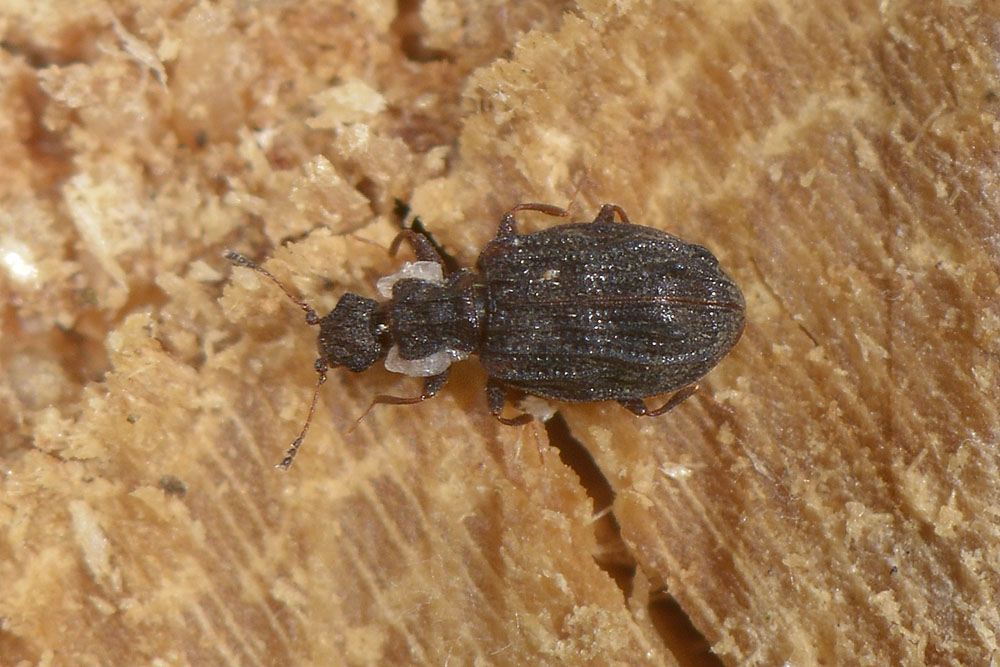 Cartodere nodifer, Latridiidae